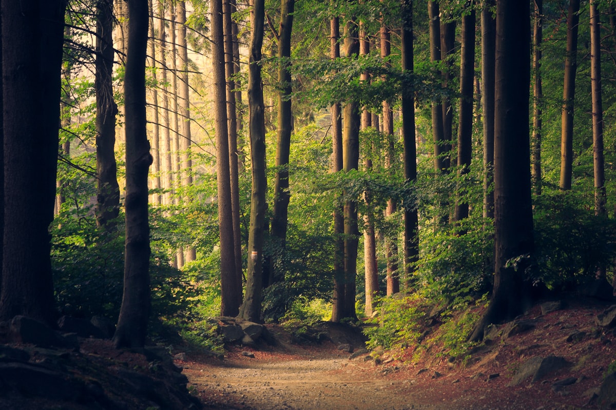Quiet forest path for daily movement planning